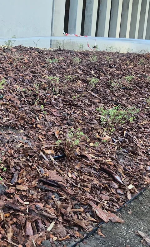Vertical Close Up Watering Garden Plants in Mulch Stock Footage 338192102