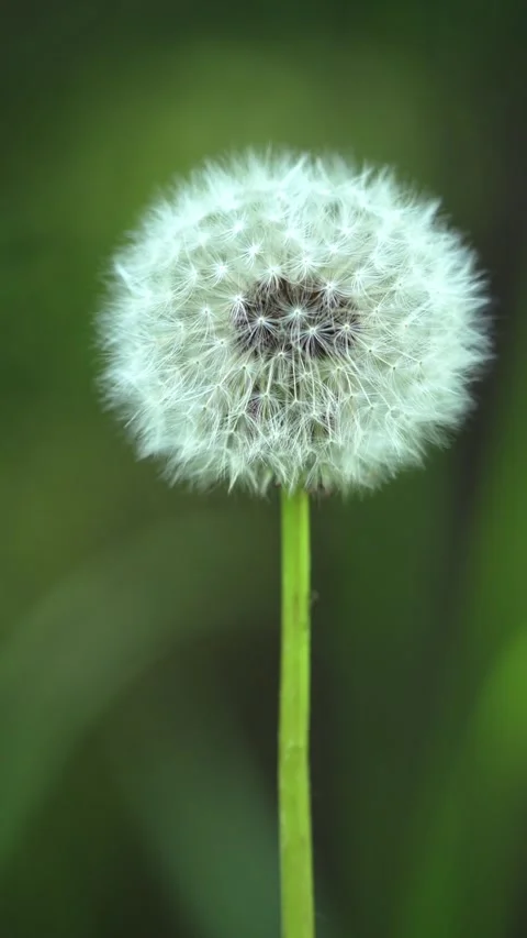 Vertical Close-Up of White Dandelion Seed Head Stock Footage 340339930