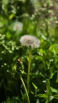 Vertical close-up of white fluffy dandelion head and closed green bud on the Stock Photos