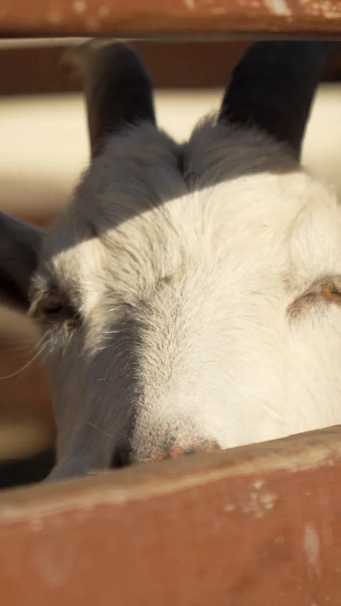 Vertical close up of a white goat with horns and beard leaning over a wooden Stockbeeldmateriaal 345205920