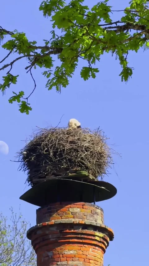 Vertical close-up of a white stork in a nest on a brick chimney in Latvia, with Stock Footage 344009613