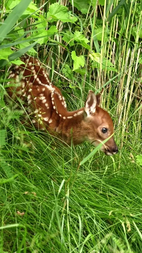 Vertical Close-Up of White-Tailed Deer Fawn Feeding in Forest Stock Footage 340341310