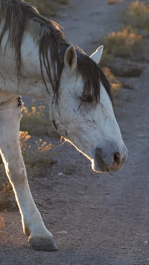 Vertical close up of wild horse snorting in slow motion 動画素材 320667339