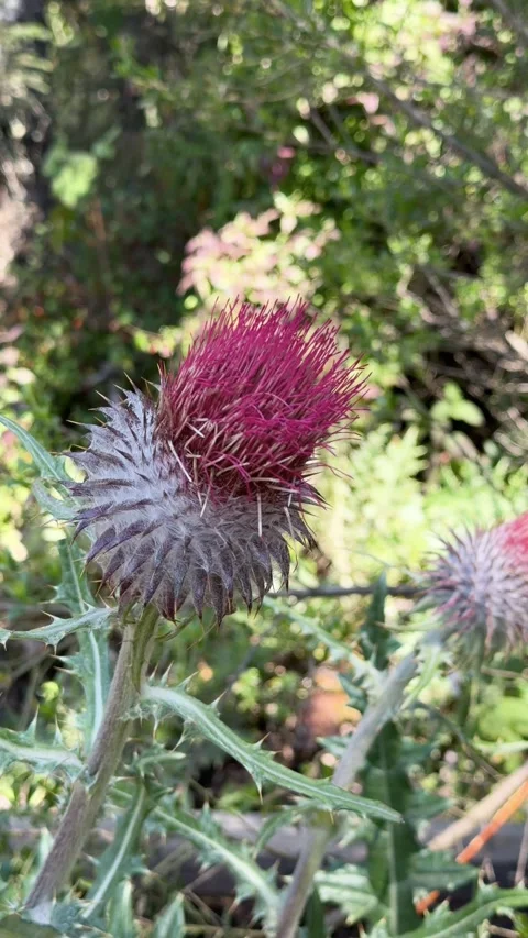Vertical Close-Up of Wild Thistle Swaying in Wind 스톡 동영상 331086605