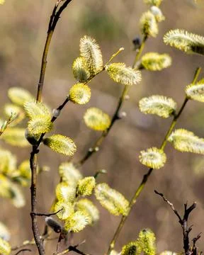 Vertical close up of willow branches with blooming buds Fotos Stock