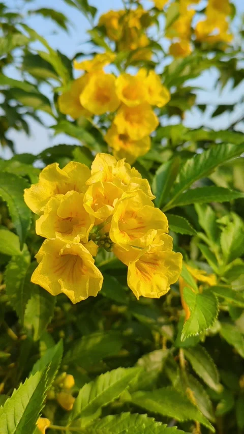 Vertical Close Up of Yellow Bells Tecoma Stans Flowers in Sunlight Stock Footage 338300038