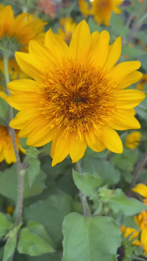 Vertical close‑up of a yellow flower swaying in a gentle breeze Stock-Footage 336522653