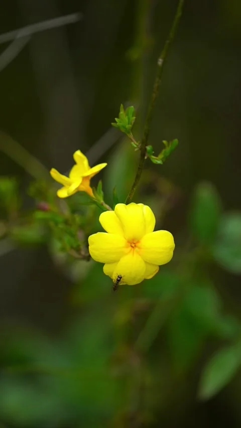 Vertical  Close up of yellow primrose jasmine flowers blooming in spring Stockbeeldmateriaal 332528276