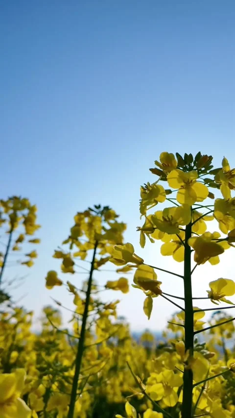 Vertical Close-up of Yellow Rapeseed Blossom Cluster in Light Breeze Stock Footage 331484896