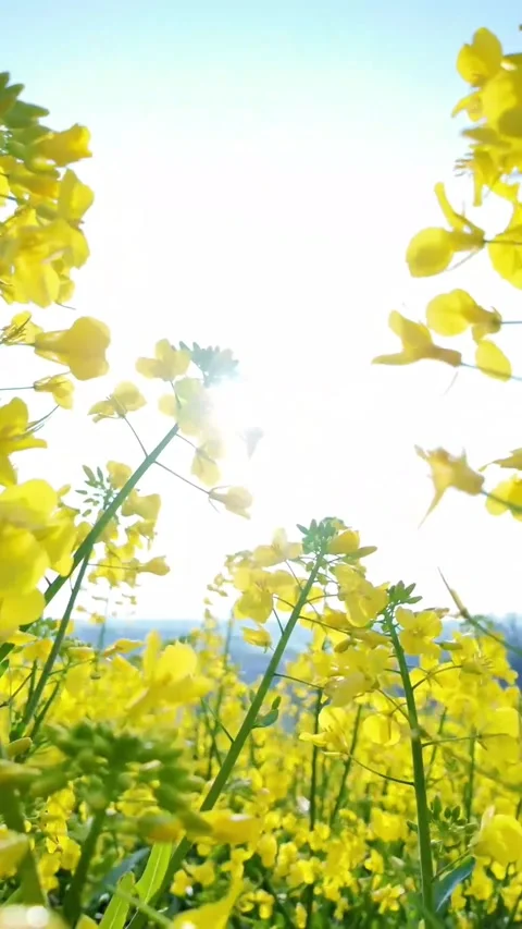 Vertical Close-up of Yellow Rapeseed Flower Cluster with Shallow Bokeh Stock Footage 331484857