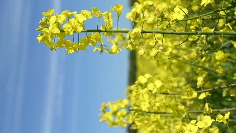 Vertical Close-Up of Yellow rapeseeds Flower Видео 334179748