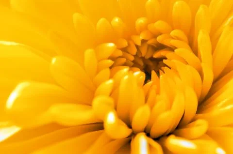 Vertical close up of a yellow rose Stock Photos