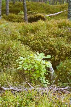 Vertical Close Up of a Young Oak Sapling Growing in a Pine Forest 스톡 사진