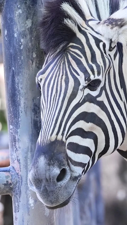 Vertical Close Up of Zebra Head Behind Metal Fence Enclosure Stock Footage 326088777