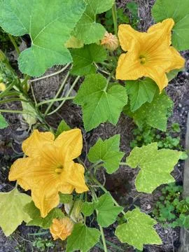 Vertical close-up of zucchini flowers surrounded by green leaves Foto stock