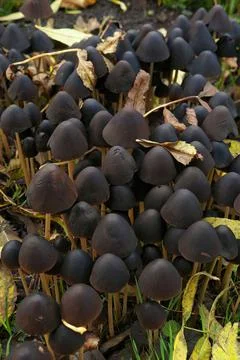 Vertical closeup on an aggregation of purple Conical Brittlestem mushrooms, Psat Foto stock