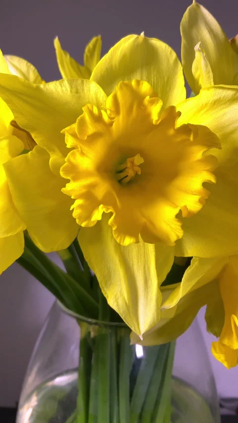 Vertical - Closeup of bright yellow spring daffodils in a glass vase. Vídeos de archivo 282970518