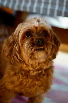 Vertical closeup of a Cavapoo dog looking up, standing at home Stock-Fotos