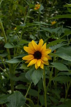 Vertical closeup of a common sunflower Stock Photos
