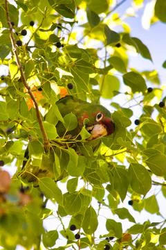 Vertical closeup of a cute Amazon parrot feeding on a tree branch surrounded by Foto stock