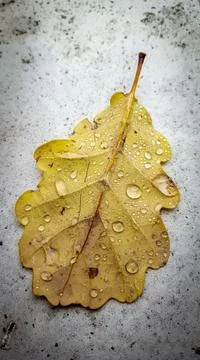 A vertical closeup of a dried leaf on the ground with water drops captured du Stock Photos