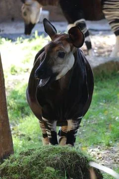Vertical closeup of an endemic Okapi forest giraffe Stock Photos