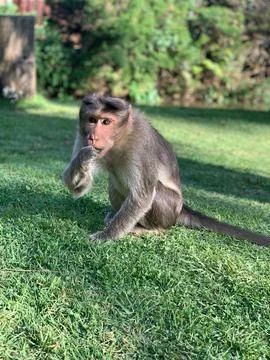Vertical closeup of a gray monkey sitting on green grass Stock Photos