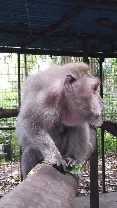 Vertical Closeup of Injured Macaque Monkey in Veterinary Cage Ubud Bali Stock Footage 340766702