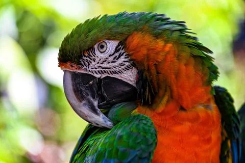 Vertical closeup of a macaw head looking side green trees with blurred backgroun Foto stock