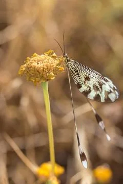 Vertical closeup macro focus of a Spoonwing bug 스톡 사진