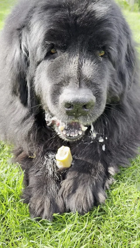 Vertical - Closeup of a Newfoundland dog lying on grass, eating a large chew. Stock Footage 305089063