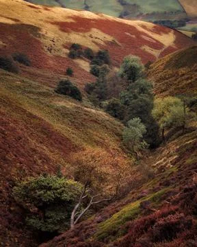 Vertical closeup of a patchwork of autumn colors in a small valley ,Peak Distric 스톡 사진