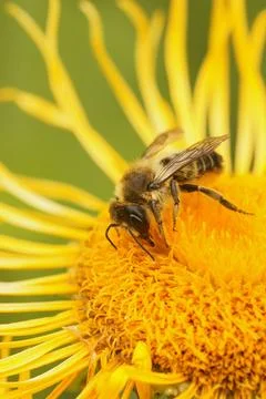 Vertical closeup on a Patchwork leafcutter bee, Megachile centuncularis on a Stock Photos