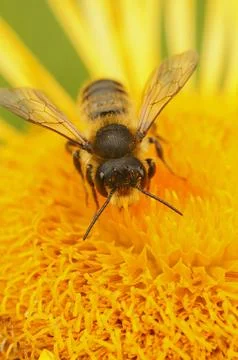 Vertical closeup on a Patchwork leafcutter bee, Megachile centuncularis on a yel Fotos de archivo