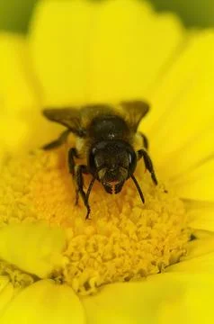 Vertical closeup on a Patchwork leafcutter solitary bee, Megachile centuncularis Fotos de archivo