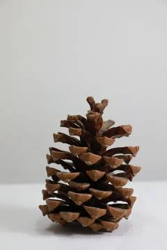 Vertical closeup of a pine cone isolated on a white background 写真素材