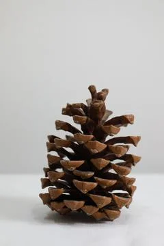 Vertical closeup of a pine cone isolated on a white background 스톡 사진