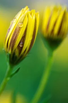 A vertical closeup portrait of a completely closed yellow spannish daisy flow Stock Photos