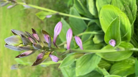 Vertical closeup of purple blooming hosta flowers in summer. Stock Footage 259706105