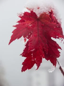 Vertical closeup of the red maple leaf covered with snow. Stock Photos