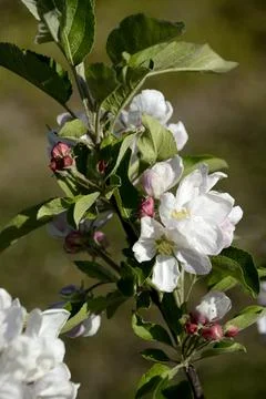 Vertical closeup shot of an apple tree blossoms Stock Photos