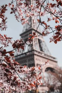 A vertical closeup shot of beautiful cherry blossoms with the Eiffel Tower in Stock Photos