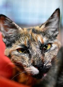Vertical closeup shot of a beautiful patterned cat with green eyes Foto stock