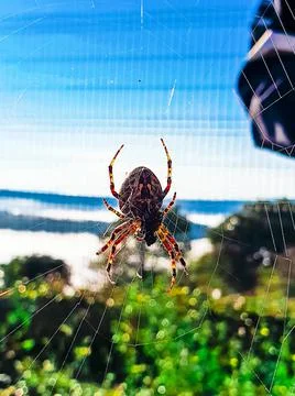 Vertical closeup shot of a big spider on the web Stock Photos