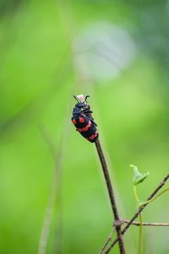 A vertical closeup shot of a black bug with red patterns holding on to a tall 스톡 사진
