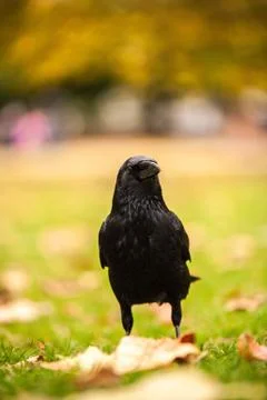A vertical closeup shot of a black crow standing on the grass with blurred ba Stock Photos