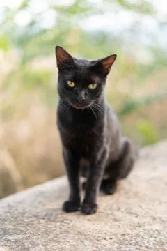 Vertical closeup shot of a black grumpy cat sitting on a concrete surface Stock Photos
