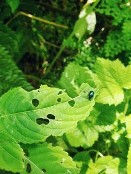 Vertical closeup shot of a blue bug sitting on a green leaf Foto stock