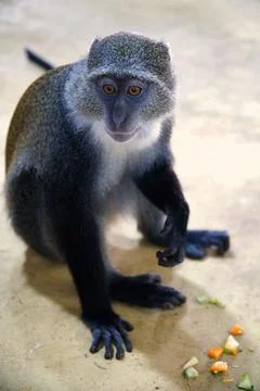 Vertical closeup shot of a blue monkey (diademed monkey, Cercopithecus mitis), e Stock Photos