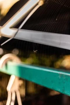 Vertical closeup shot of a bug stuck in spiderweb 스톡 사진